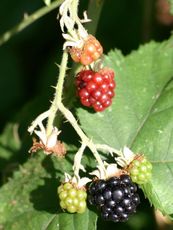 Brombeeren-A2.jpg